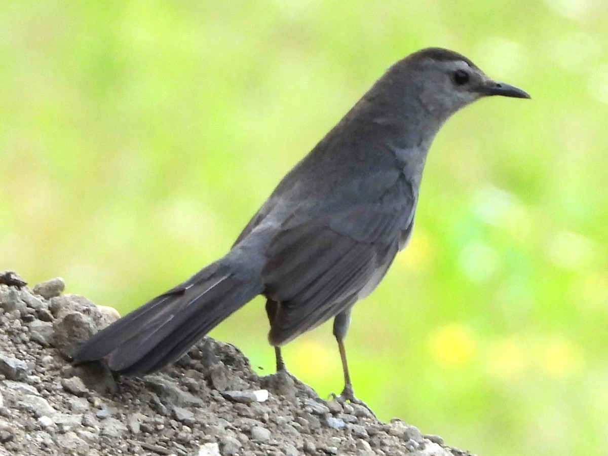 Katzenspottdrossel - ML638323801