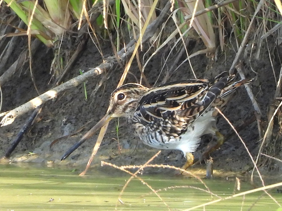 Common Snipe - ML638323829