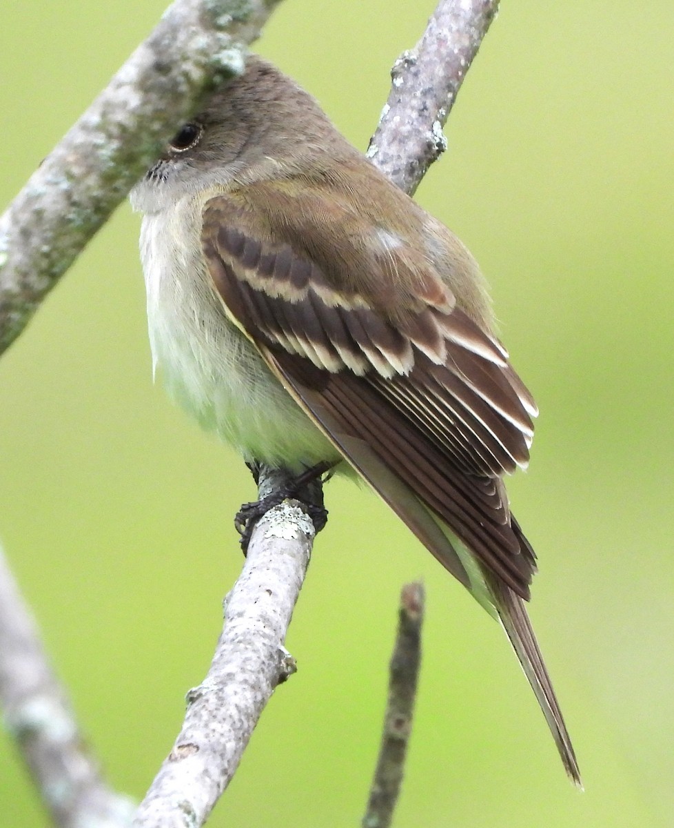 Mosquero Saucero - ML638323833