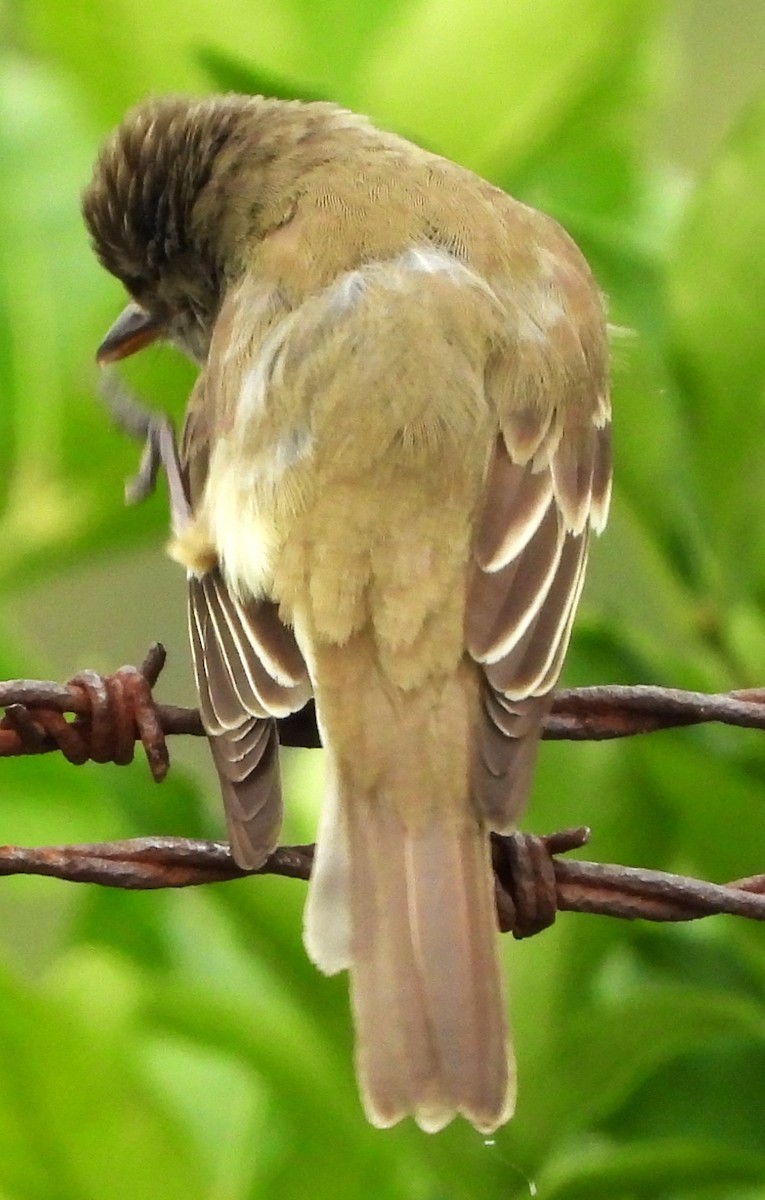 Mosquero Saucero - ML638323841