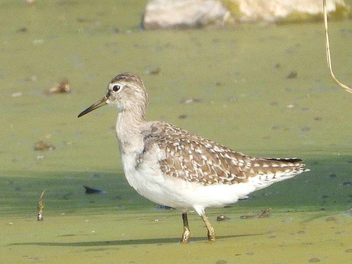 タカブシギ - ML638323848