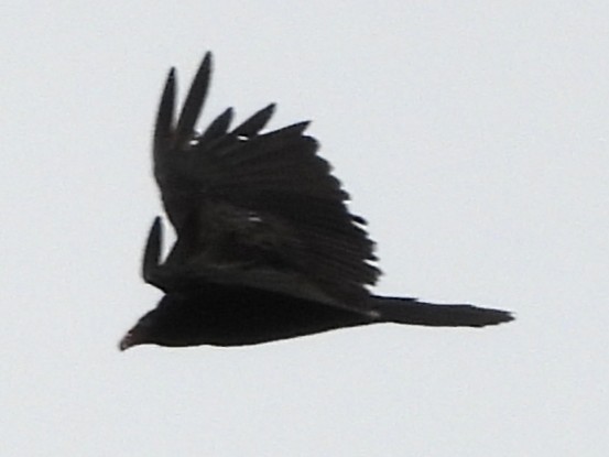 Aura Gallipavo - ML638323908