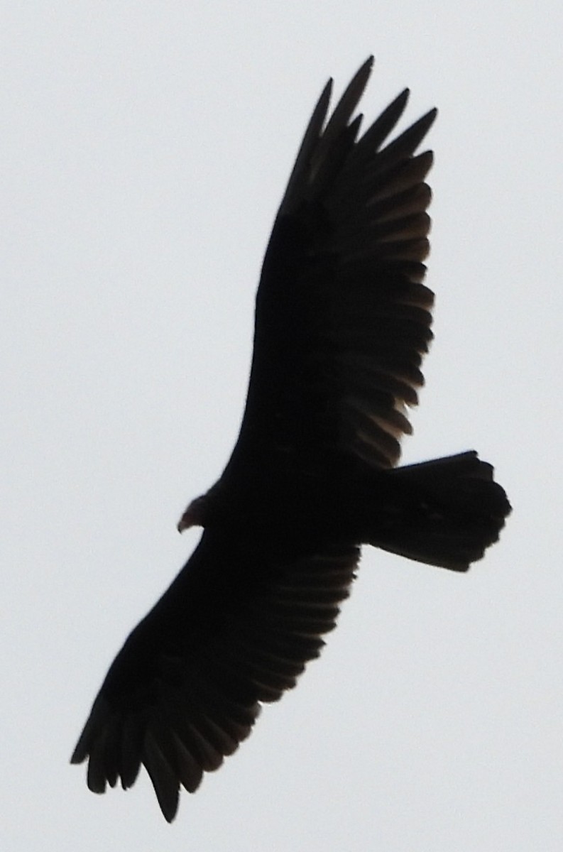 Aura Gallipavo - ML638323909