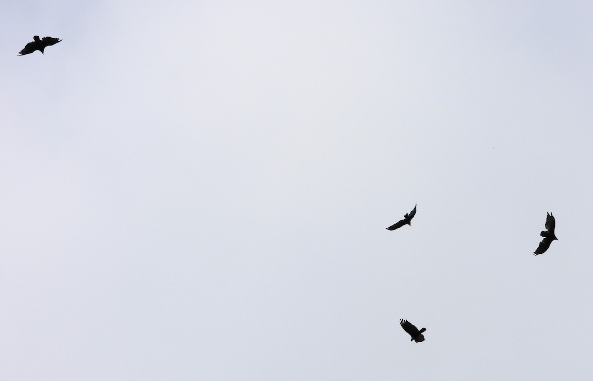 Aura Gallipavo - ML638323912