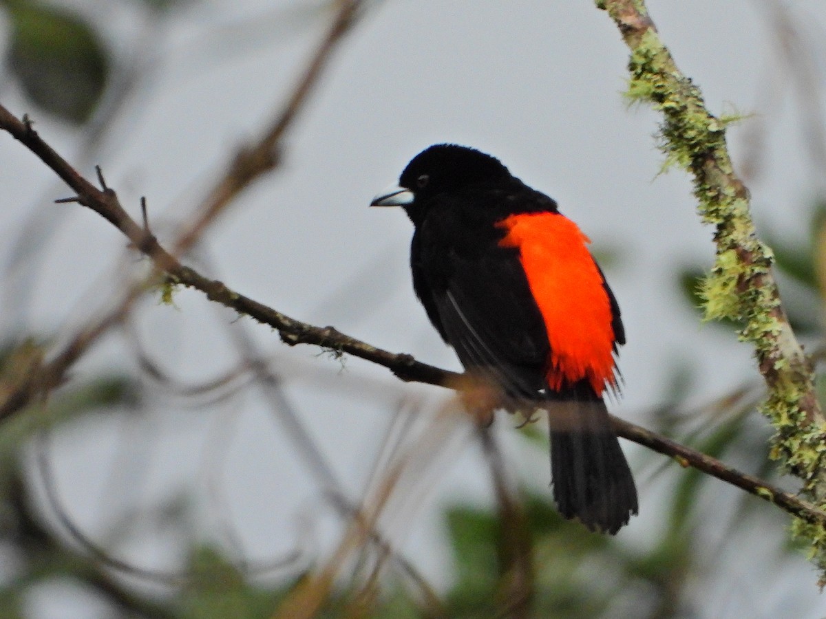 ミナミコシアカフウキンチョウ（flammigerus） - ML638323928