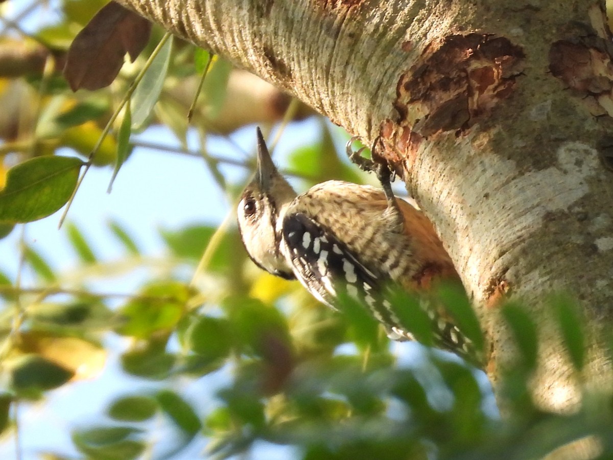 Freckle-breasted Woodpecker - ML638323929