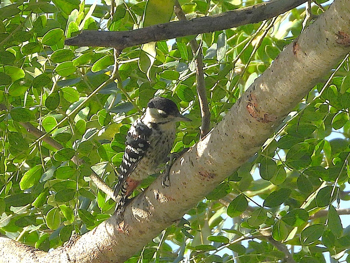 Freckle-breasted Woodpecker - ML638323930