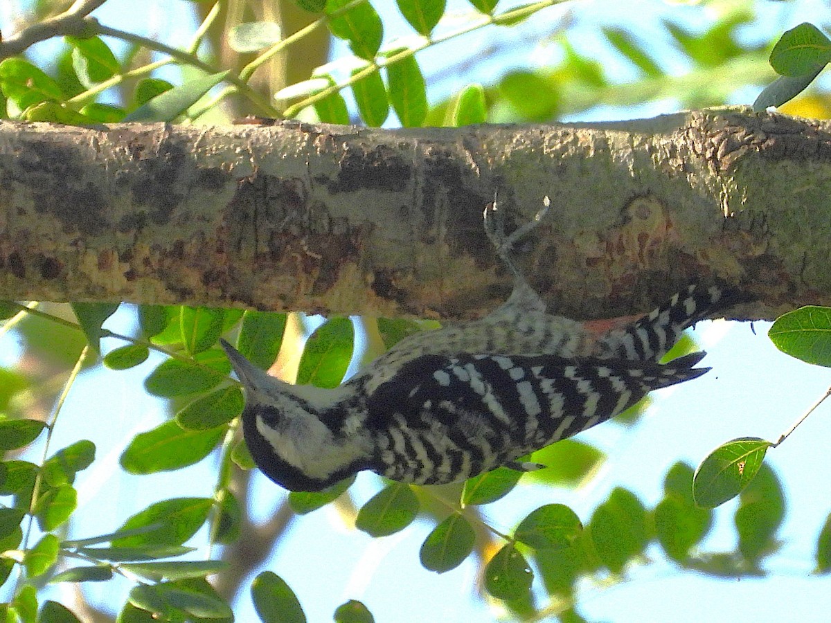 Freckle-breasted Woodpecker - ML638323931