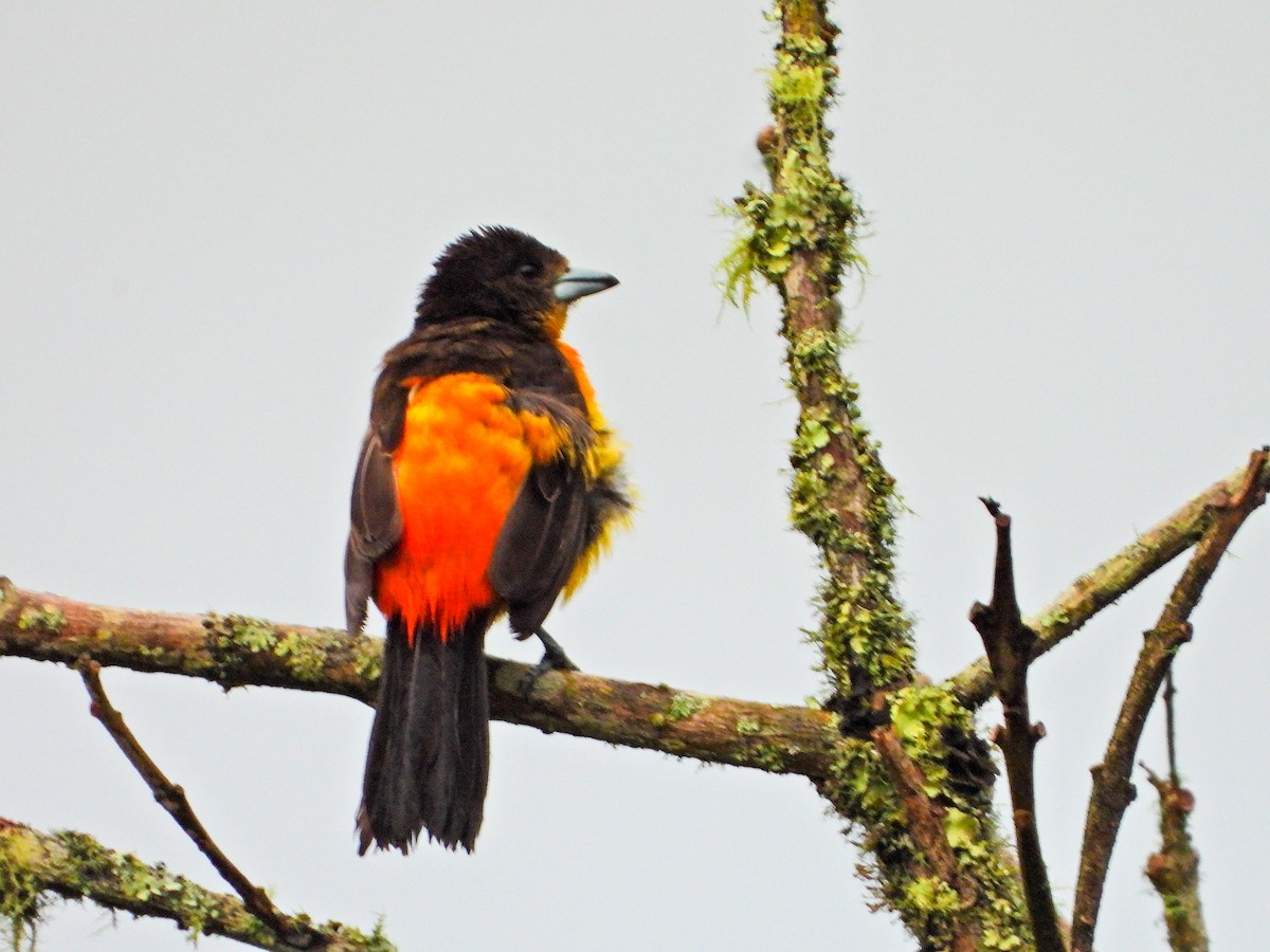 ミナミコシアカフウキンチョウ（flammigerus） - ML638323932