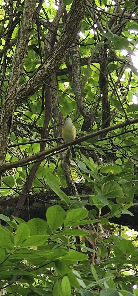 White-eyed Vireo - ML638323935