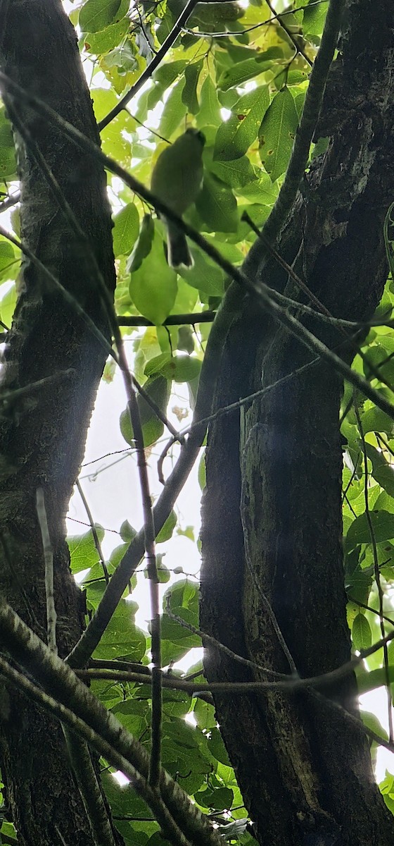 White-eyed Vireo - ML638323937
