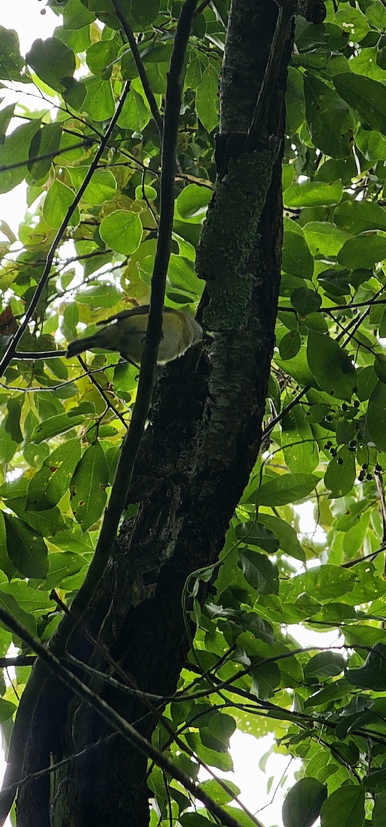 White-eyed Vireo - ML638323941