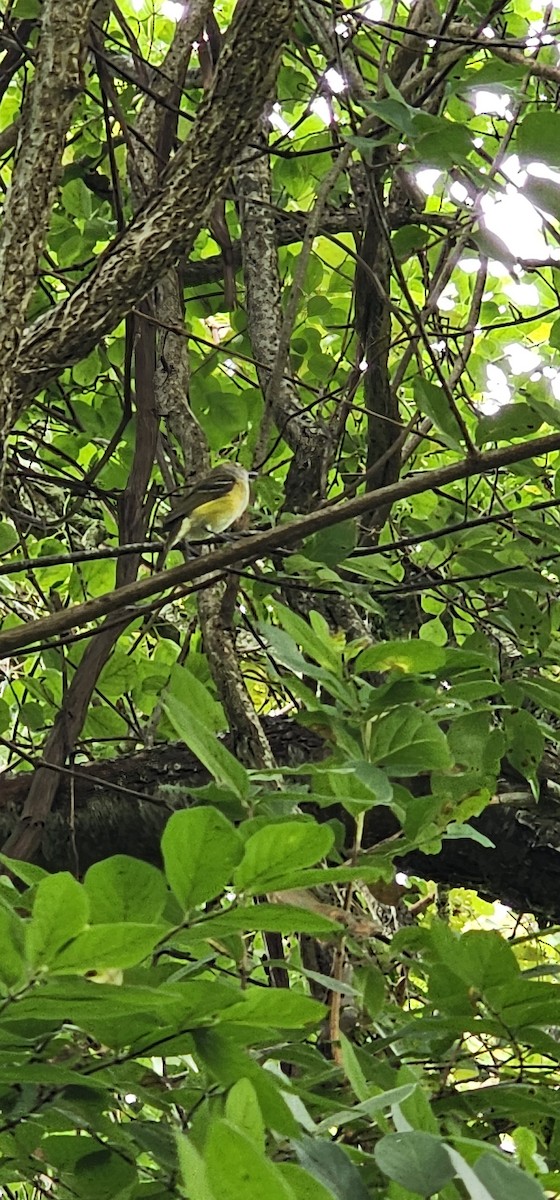 White-eyed Vireo - ML638323943