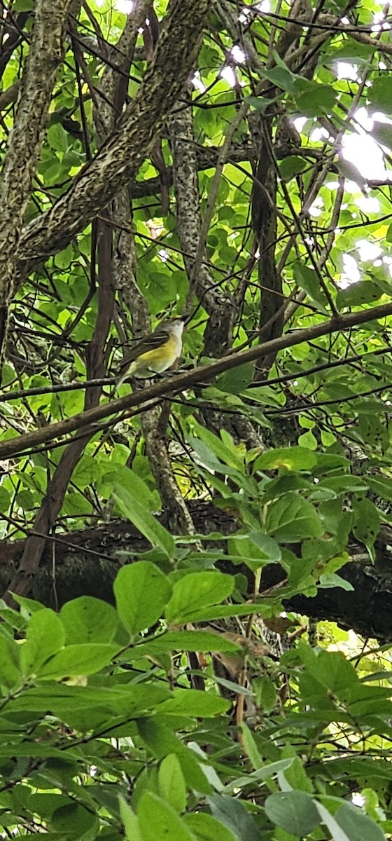 White-eyed Vireo - ML638323944