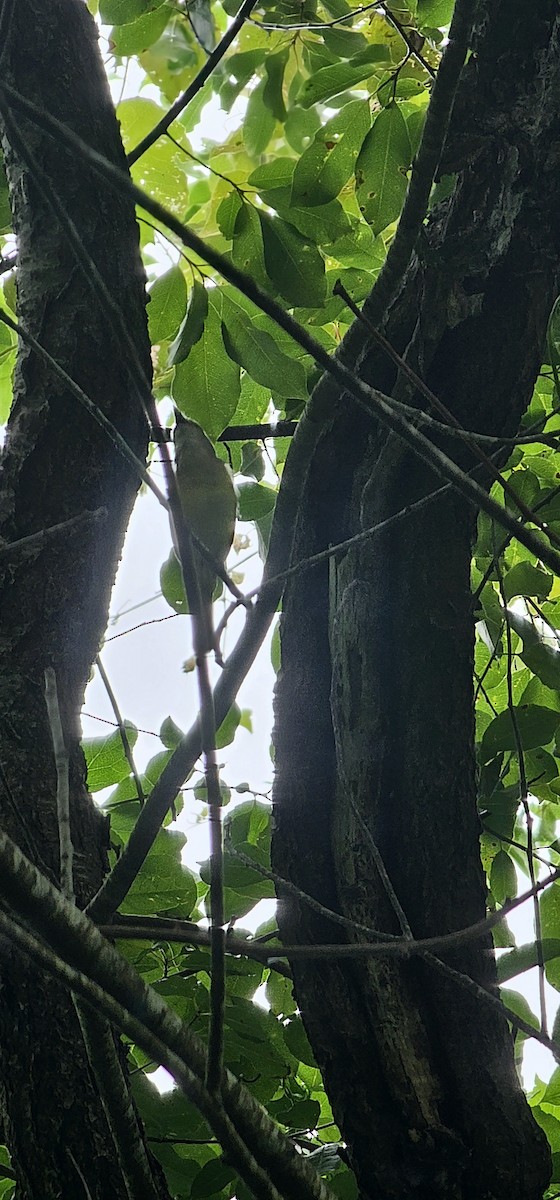 White-eyed Vireo - ML638323945