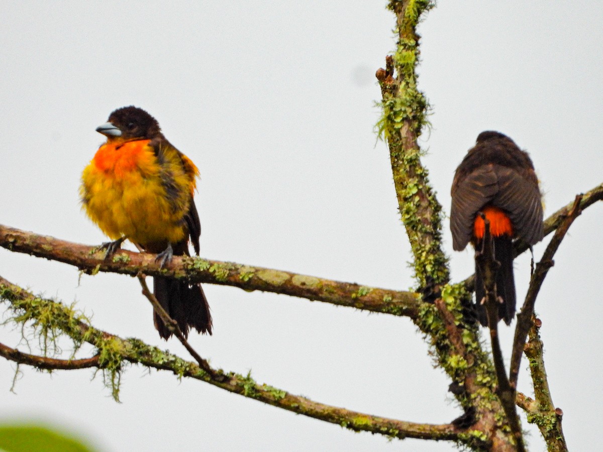 ミナミコシアカフウキンチョウ（flammigerus） - ML638323946
