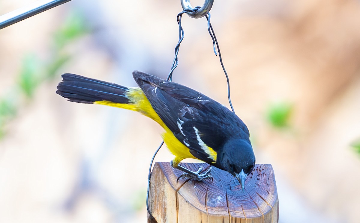Scott's Oriole - ML638323949