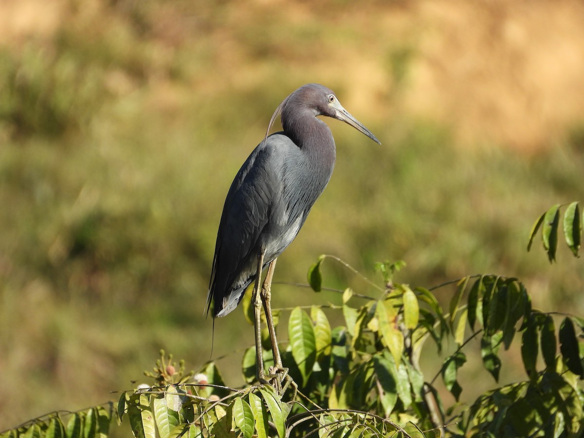Blaureiher - ML638323953
