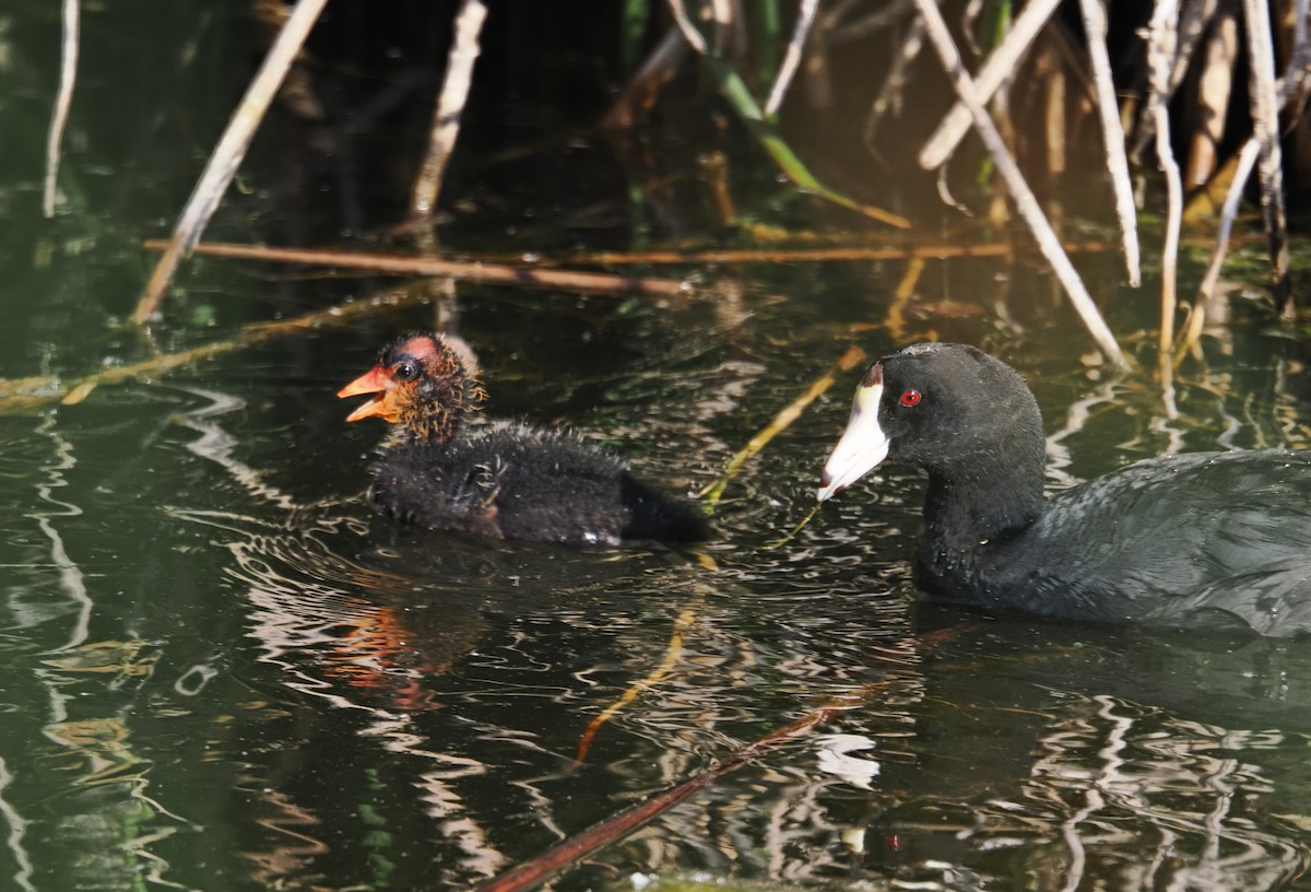 American Coot - ML638323967