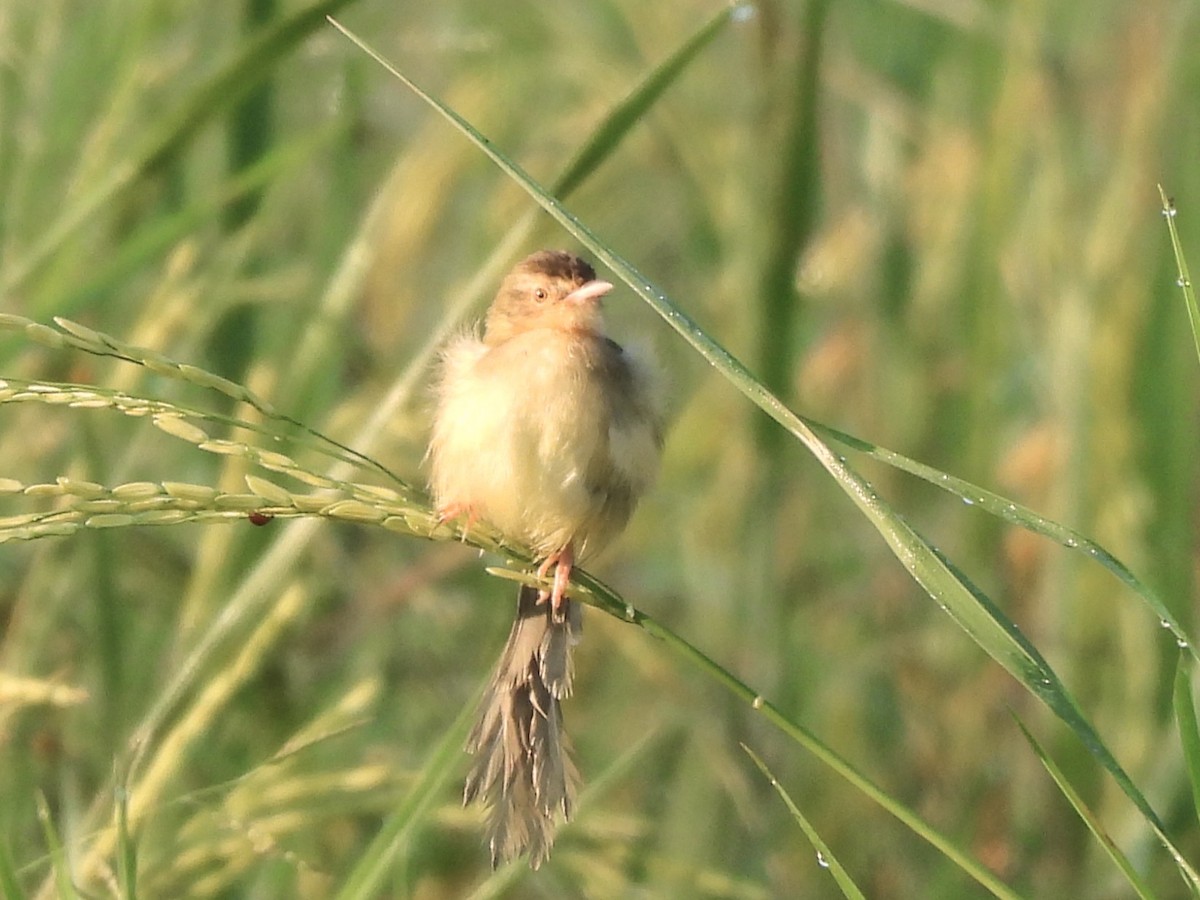 Plain Prinia - ML638323969