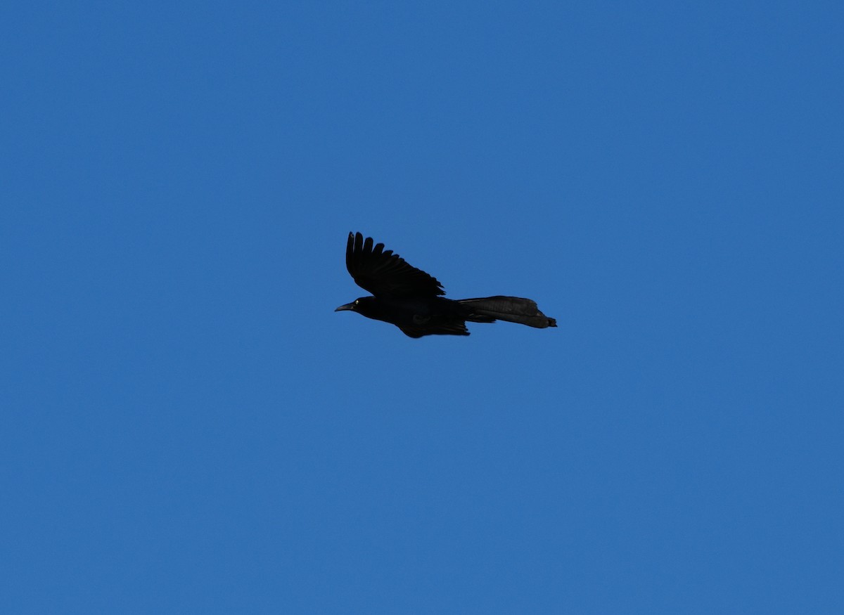 Great-tailed Grackle - ML638323978