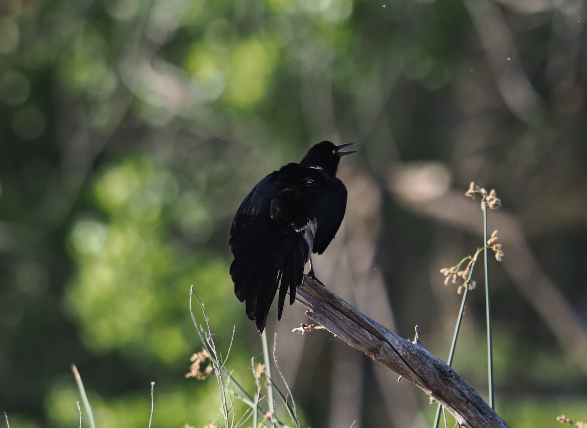 Great-tailed Grackle - ML638323979