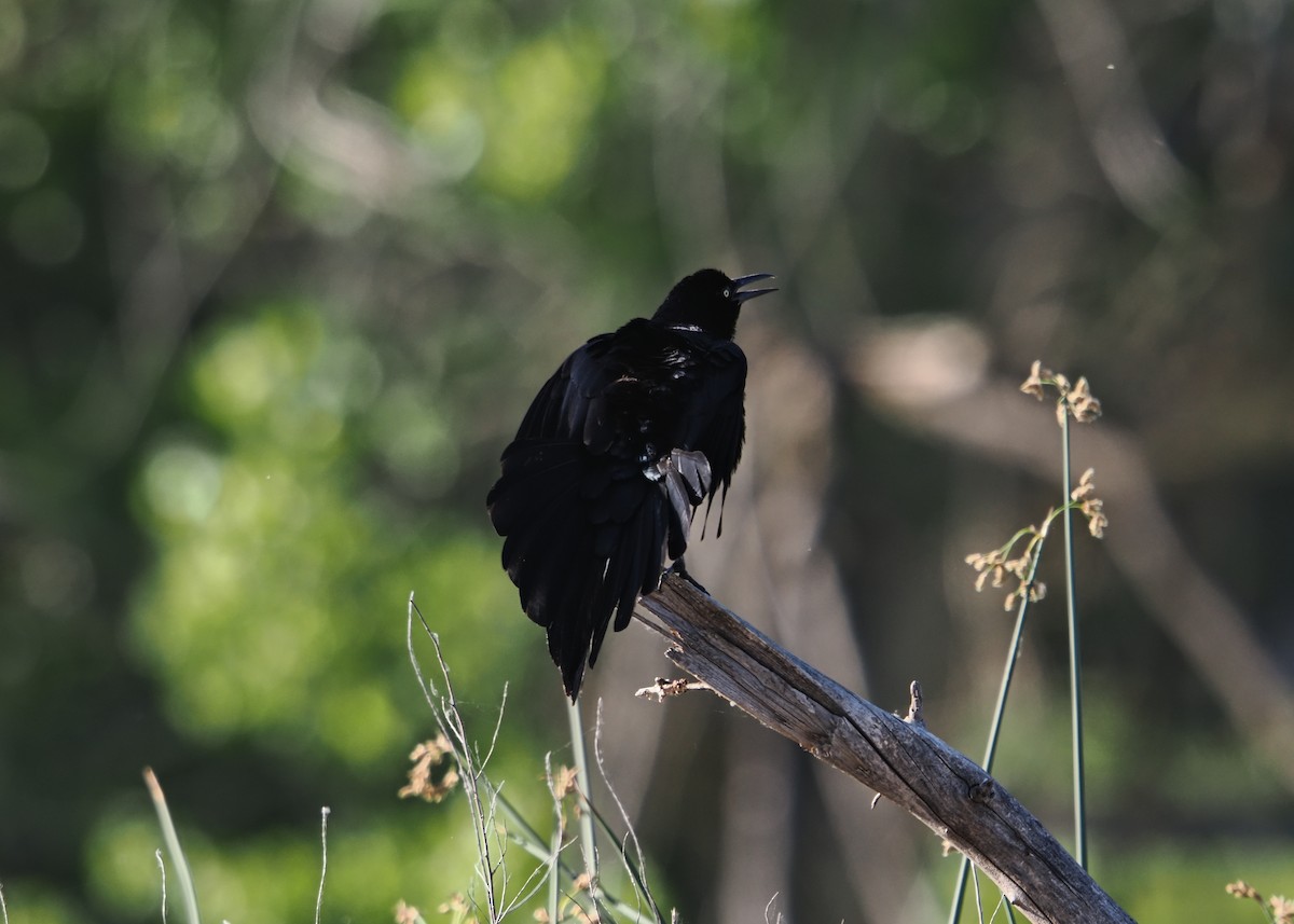 Great-tailed Grackle - ML638323980