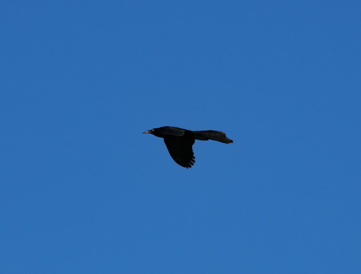 Great-tailed Grackle - ML638323981