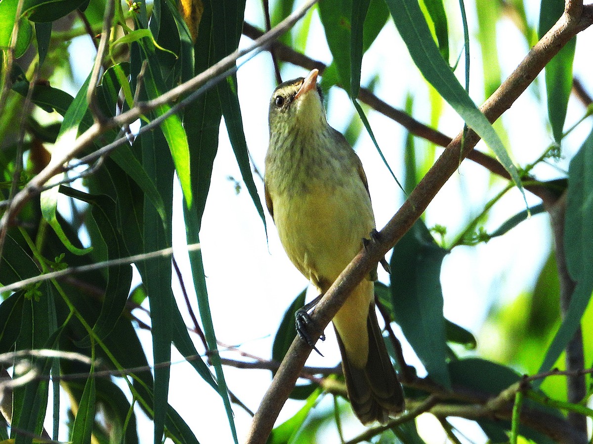 Oriental Reed Warbler - ML638323982