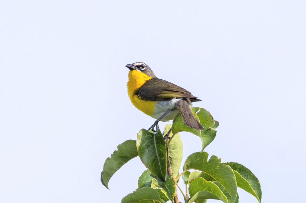 Yellow-breasted Chat - ML638323983
