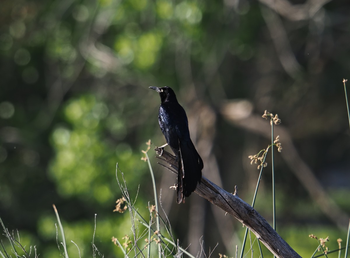 Great-tailed Grackle - ML638323984