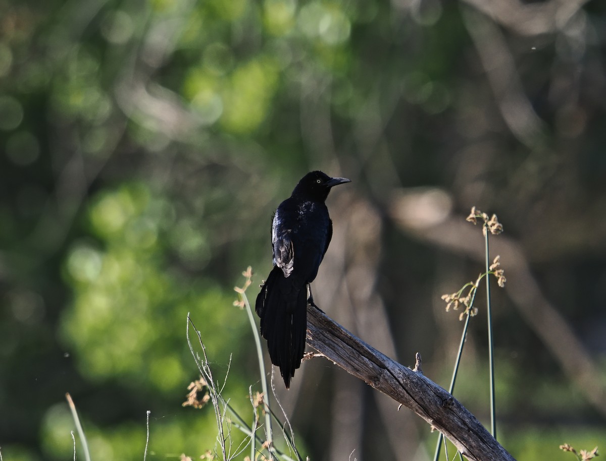 Great-tailed Grackle - ML638323986