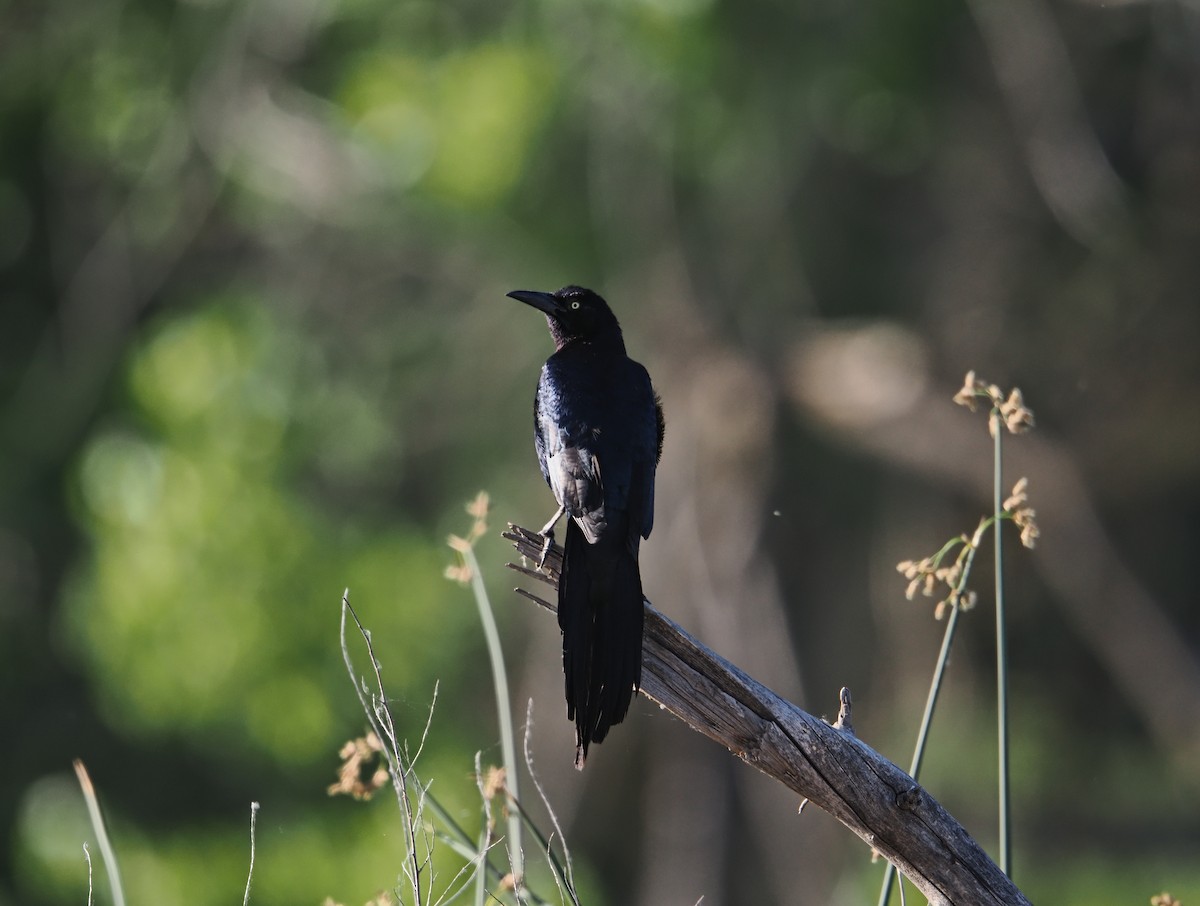 Great-tailed Grackle - ML638323987