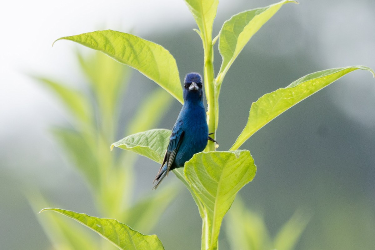 Indigo Bunting - ML638323989