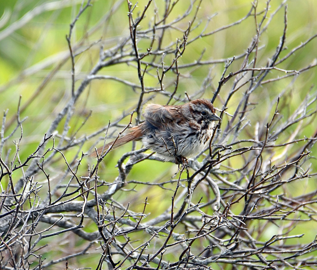 Song Sparrow - ML638323991
