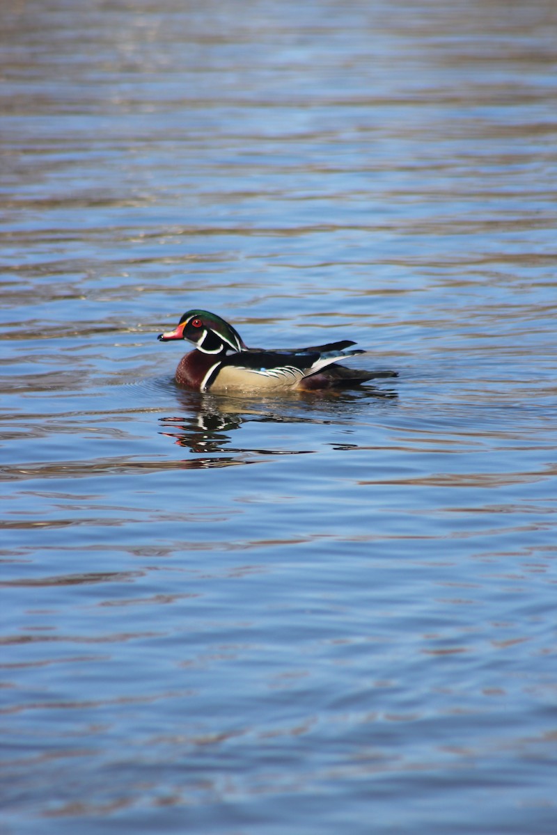 Wood Duck - ML638324004