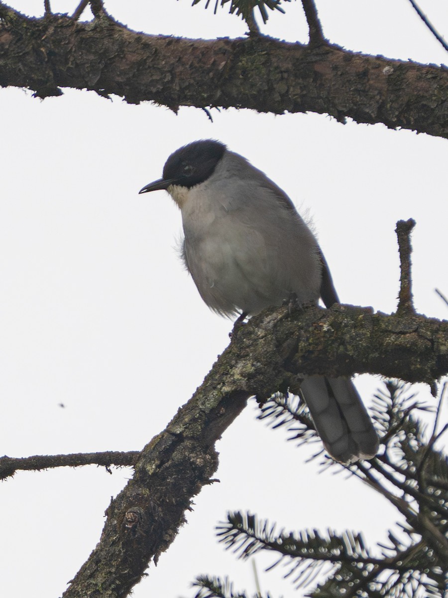 Black-headed Sibia - ML638324013