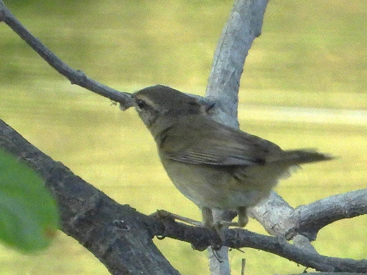 Esmer Çıvgın - ML638324024