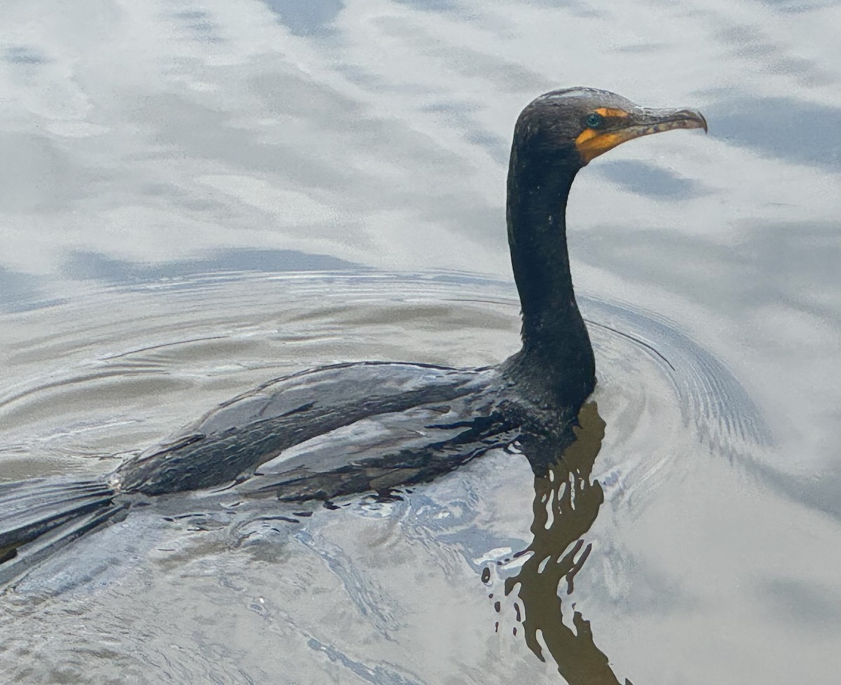 Double-crested Cormorant - ML638324025