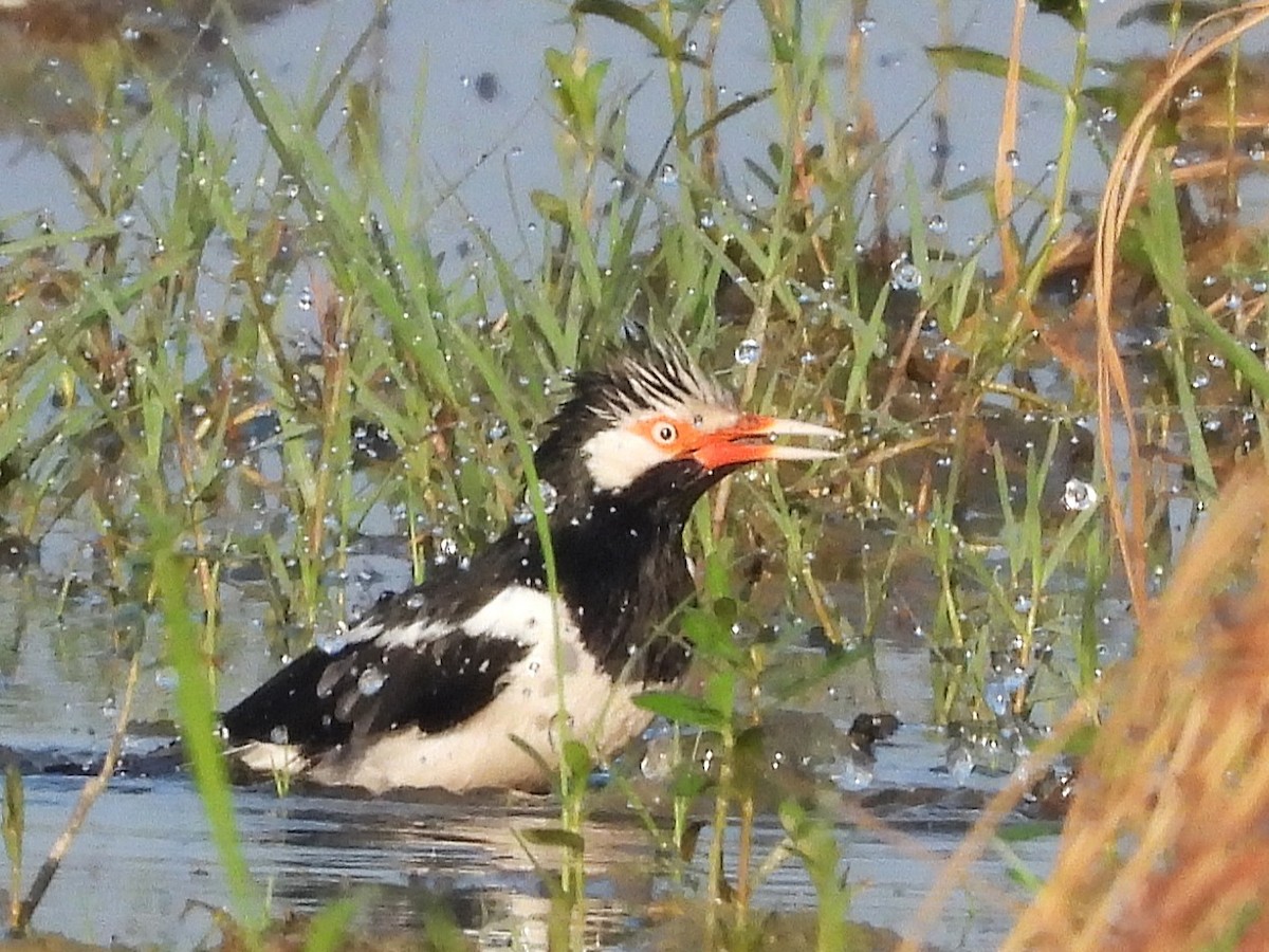 Siamese Pied Starling - ML638324027