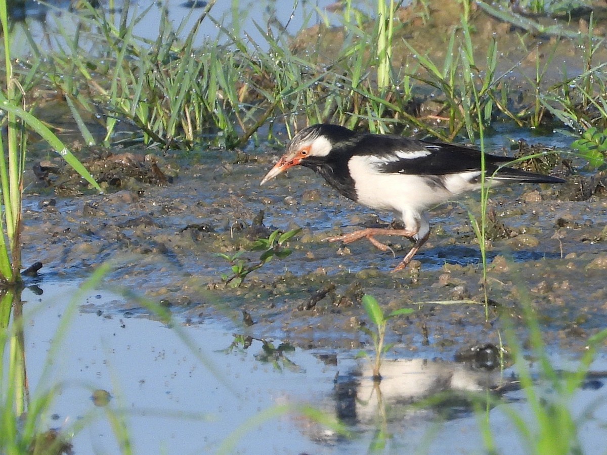 Siamese Pied Starling - ML638324028