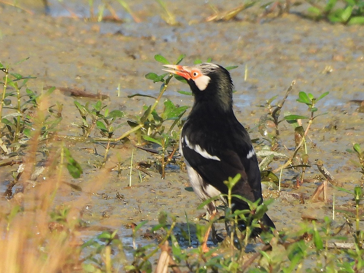 Siamese Pied Starling - ML638324029