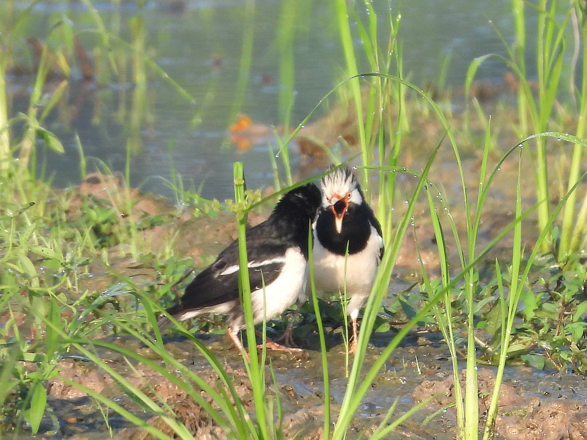 Siamese Pied Starling - ML638324031