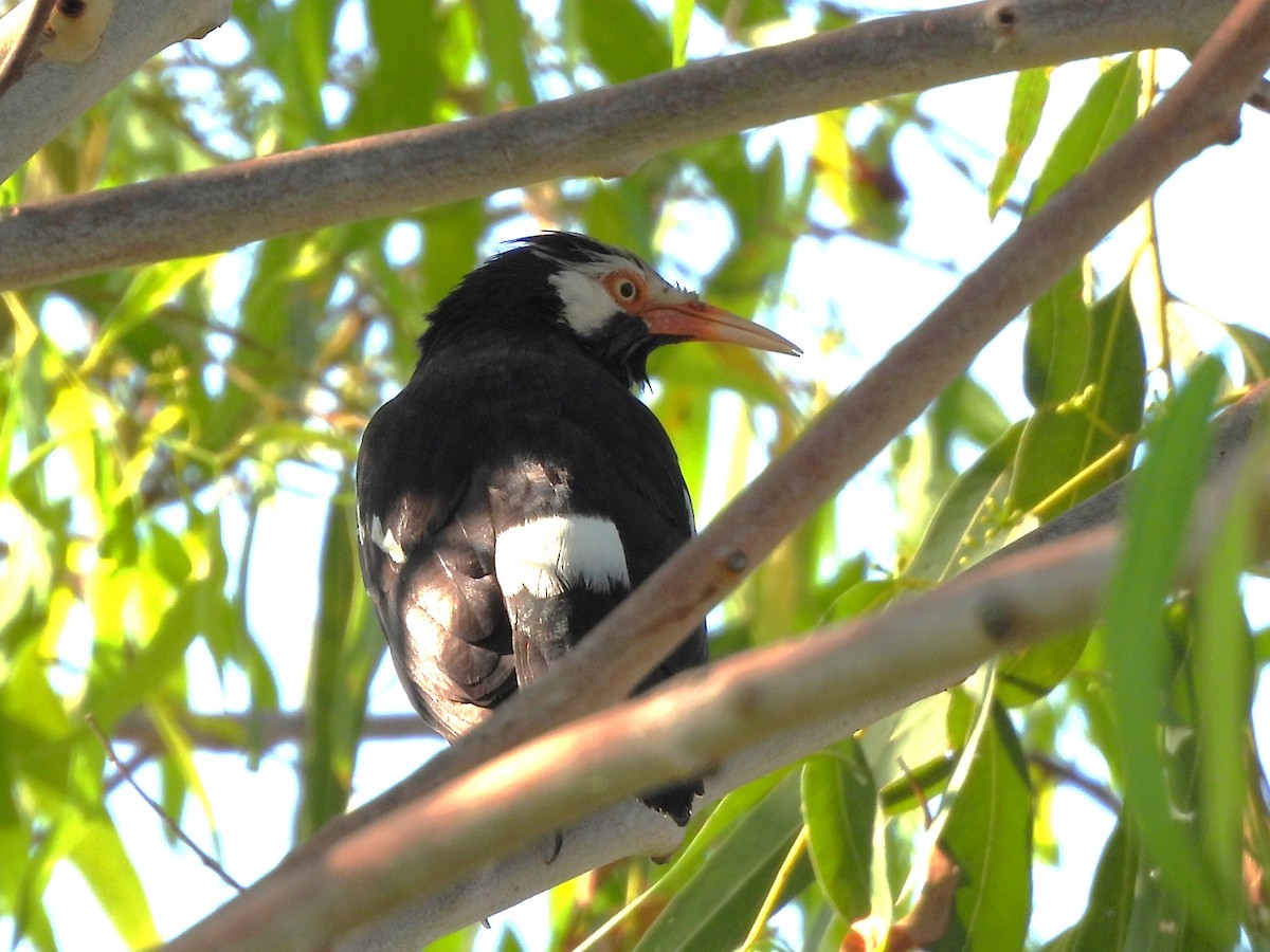 Siamese Pied Starling - ML638324032
