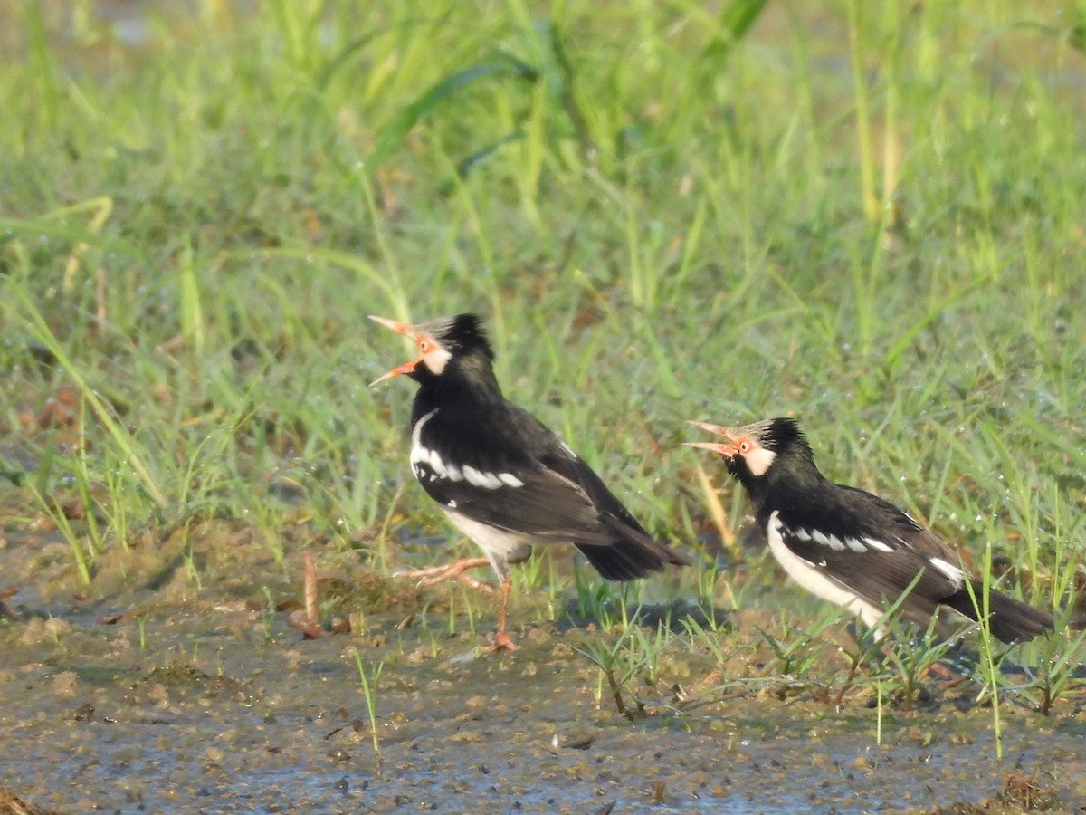 Siamese Pied Starling - ML638324033