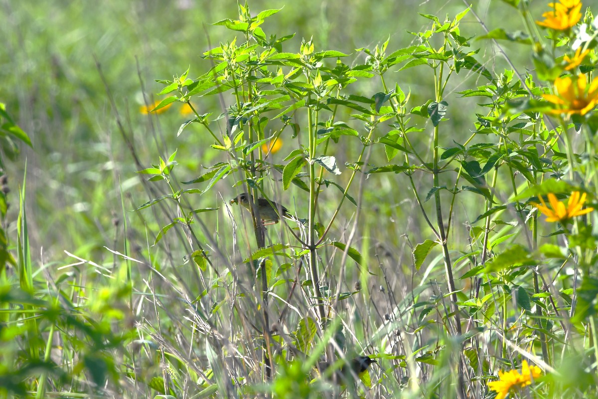 Common Yellowthroat - ML638324034