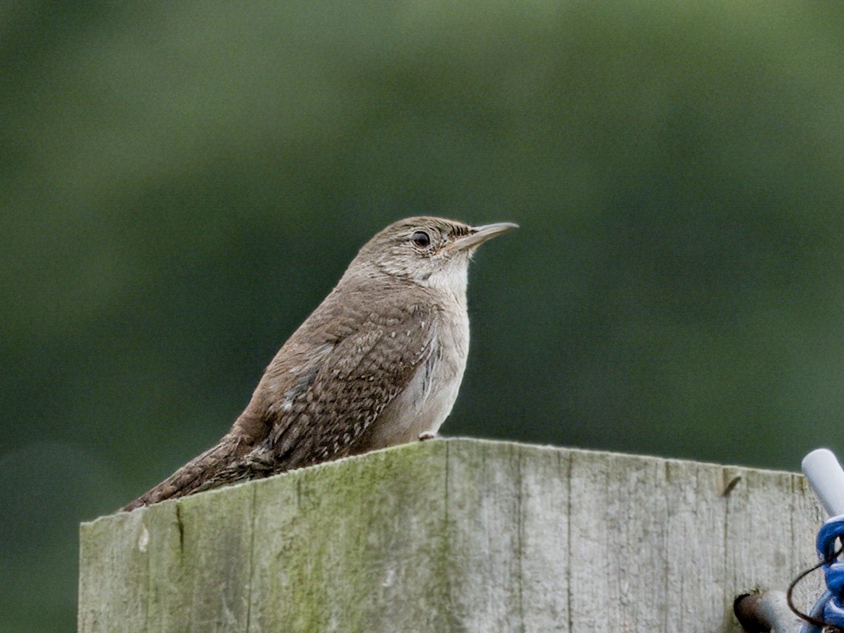 Northern House Wren - ML638324039