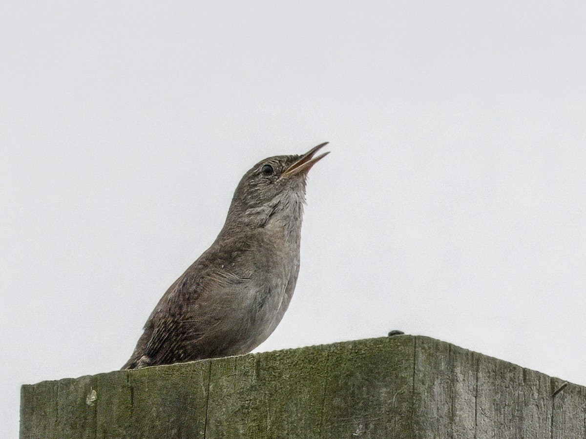 Northern House Wren - ML638324040