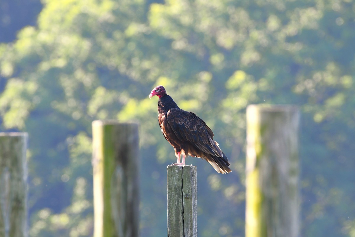 Aura Gallipavo - ML638324044