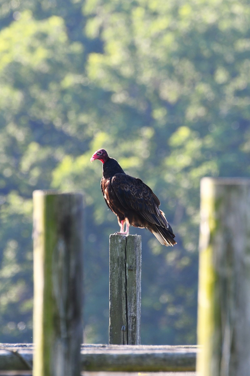 Aura Gallipavo - ML638324045